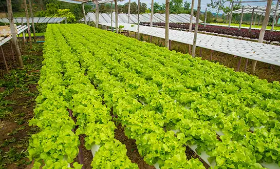 Amino Acid Peptide Fertilizers: Nutrition Meets Bioactivity